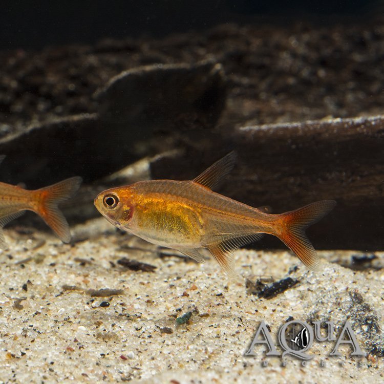 Ember Tetra (Hyphessobrycon amandae)