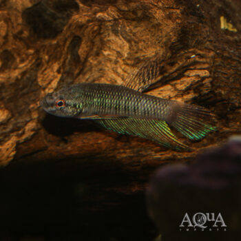 Emerald Betta (Betta smaragdina)