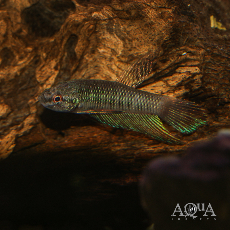 Emerald Betta (Betta smaragdina)