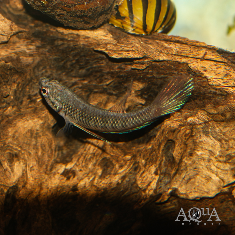 Emerald Betta (Betta smaragdina)