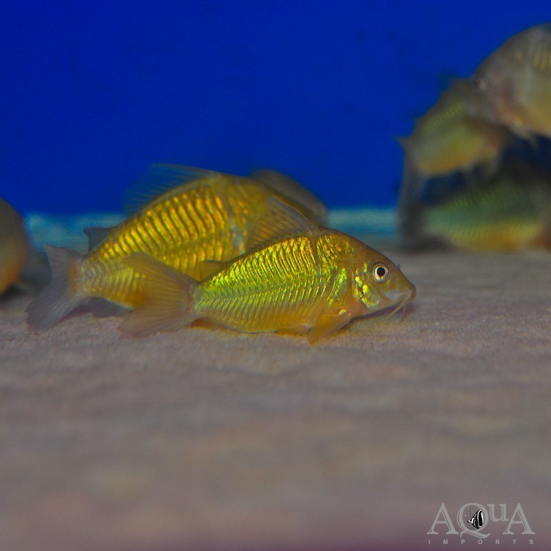 Emerald Cory (Brochis splendens)