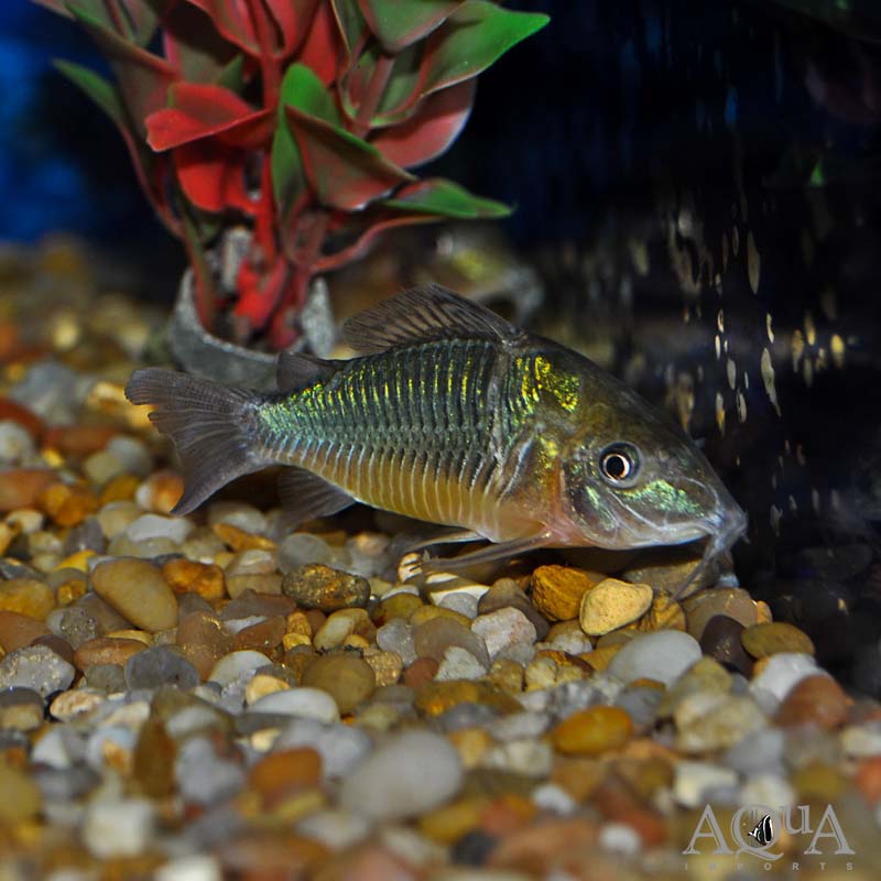 Emerald Cory (Brochis splendens)