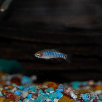 Emerald Dwarf Rasbora (Celestichthys erythromicron)