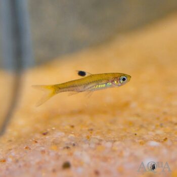 Emerald Eyespot Rasbora (Brevibora dorsiocellata)