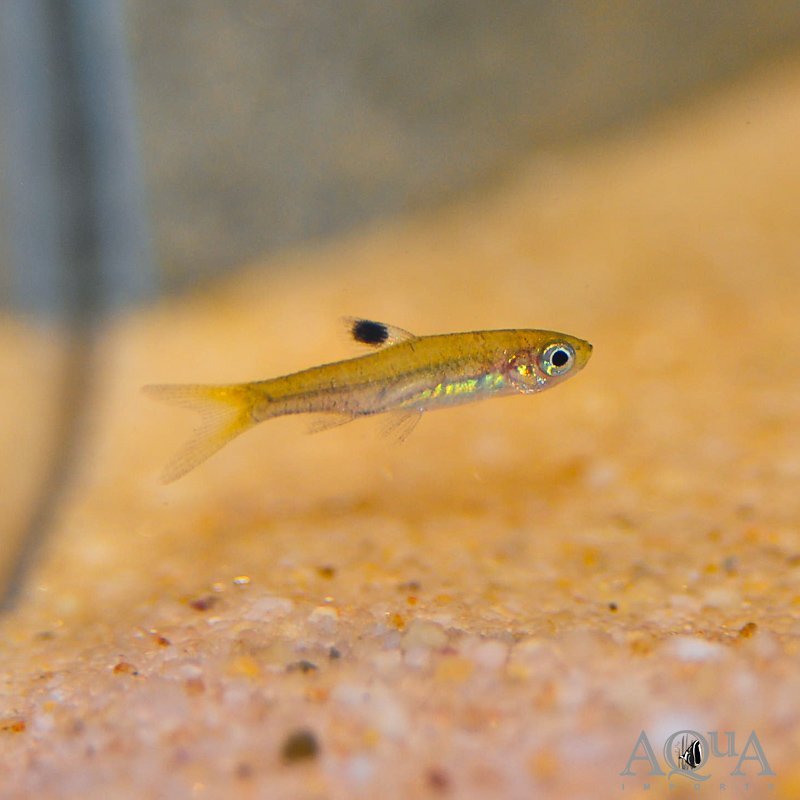Emerald Eyespot Rasbora (Brevibora dorsiocellata)