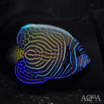 Emperor Angelfish Juvenile (Pomacanthus imperator)