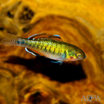 Empire Gudgeon (Hypseleotris compressa)
