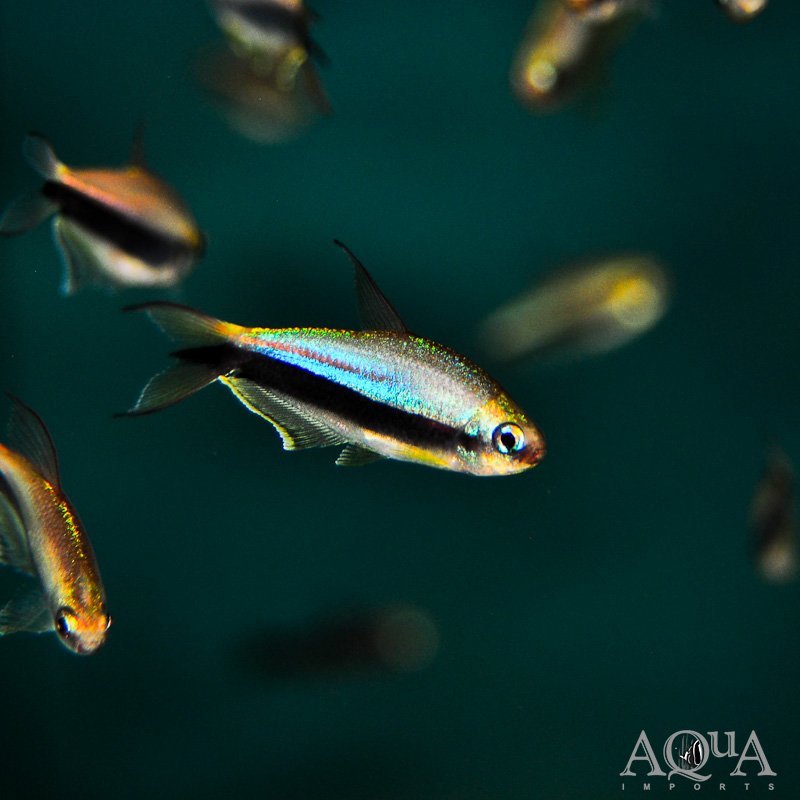 Emperor Tetra (Nematobrycon palmeri)