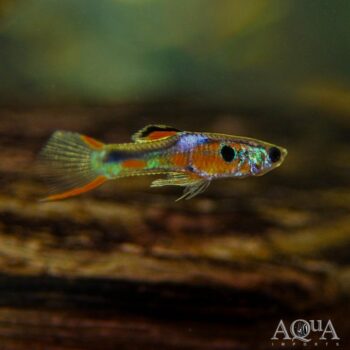 Endler's Livebearer (Poecilia wingei)