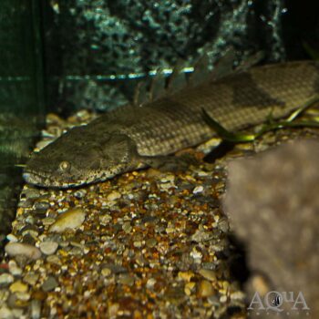 Endlicheri Bichir (Polypterus endlicheri)