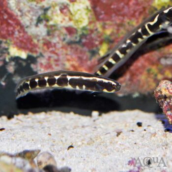 Engineer Goby (Pholidichthys leucotaenia)