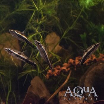 Eques Pencilfish (Nannostomus eques)