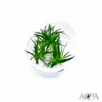 Eriocaulon Polaris (Eriocaulon cinereum)