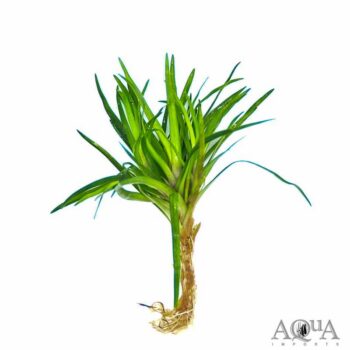 Vietnamese Eriocaulon (Eriocaulon sp. Vietnam)