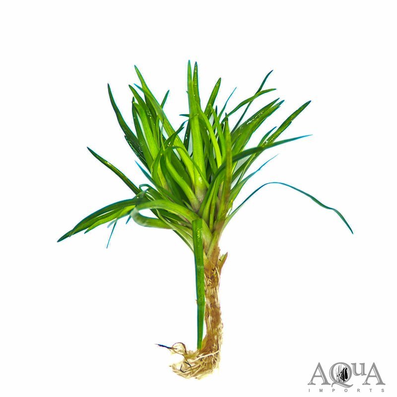 Vietnamese Eriocaulon (Eriocaulon sp. Vietnam)