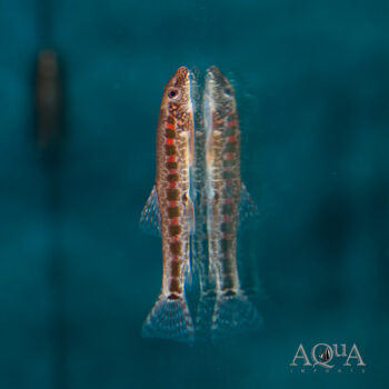 Erromyzon Hillstream Loach (Erromyzon kalotaenia)