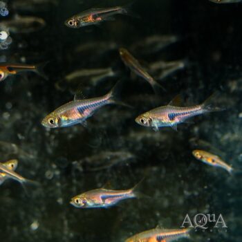 Espei Rasbora (Trigonostigma espei)