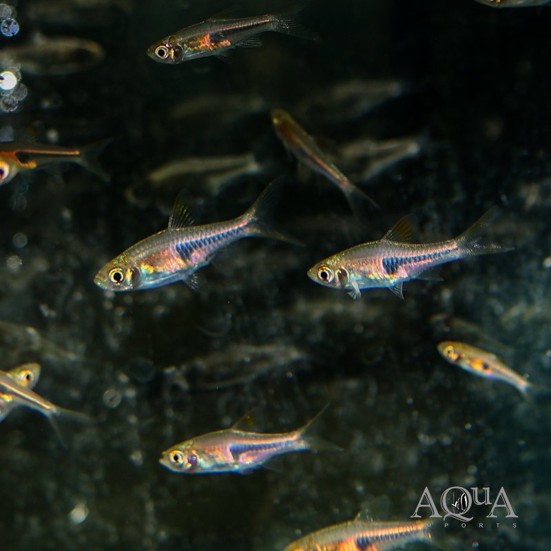 Espei Rasbora (Trigonostigma espei)