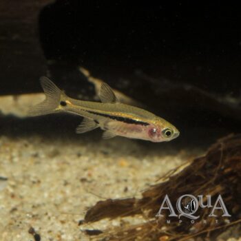 Exclamation Point / Least Rasbora (Boraras urophthalmoides) - Group of 10 Fish