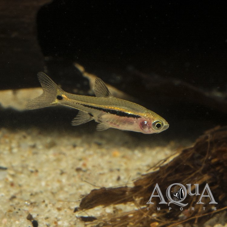 Exclamation Point / Least Rasbora (Boraras urophthalmoides) - Group of 10 Fish