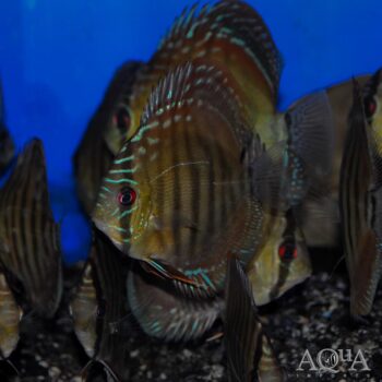 Mangal Alenquer Red Discus (Symphysodon aequifasciatus) F1