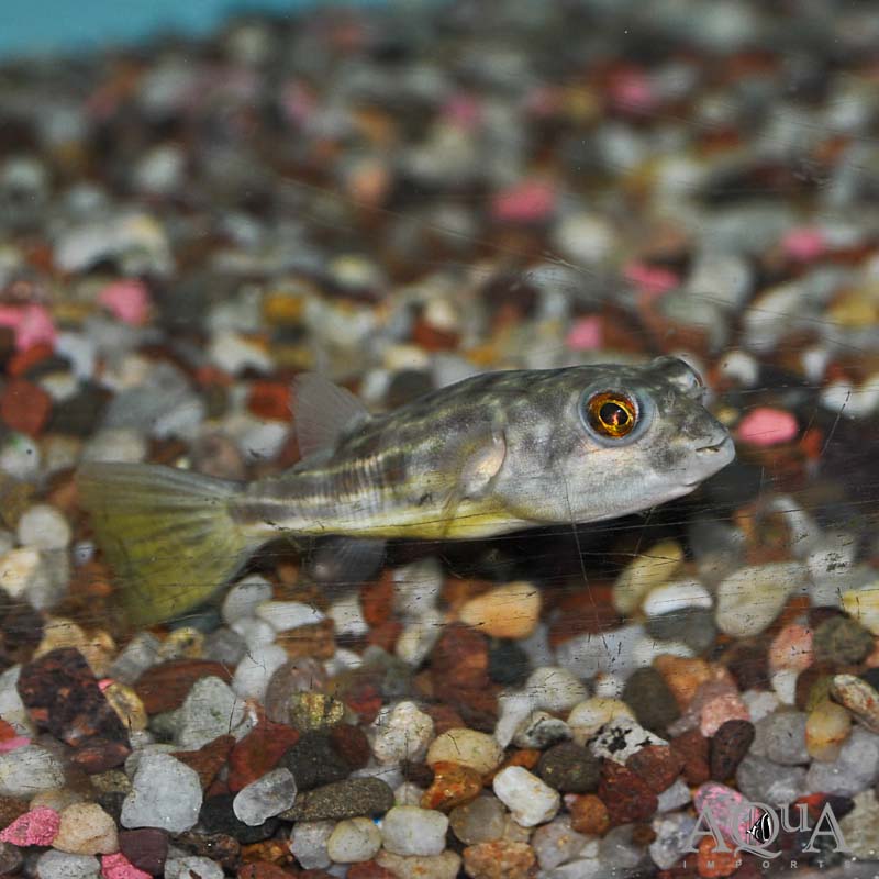 Fahaka Puffer (Tetraodon lineatus)