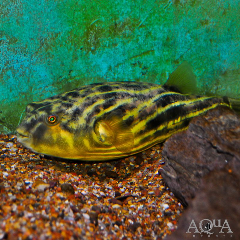 Fahaka Puffer (Tetraodon lineatus)