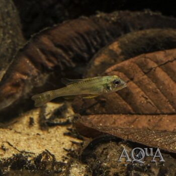 Orinoco Fairy Dwarf Cichlid (Biotecus dicentrarchus)