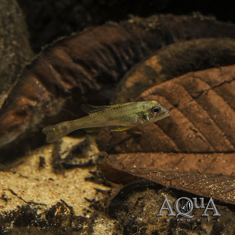 Orinoco Fairy Dwarf Cichlid (Biotecus dicentrarchus)
