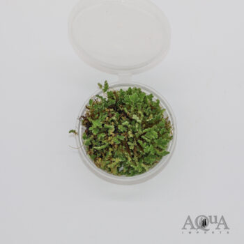Fairy Moss (Azolla caroliniana)