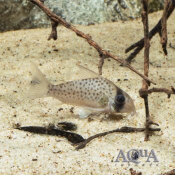 Fairy Spotted Cory (Hoplisoma atropersonatus)