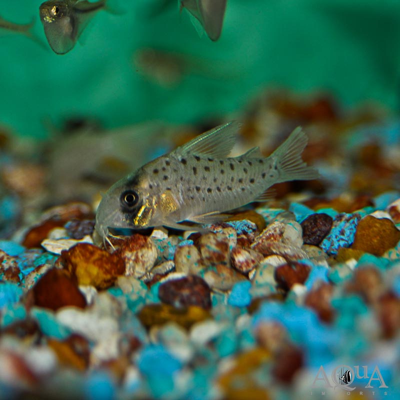 Fairy Spotted Cory (Hoplisoma atropersonatus)