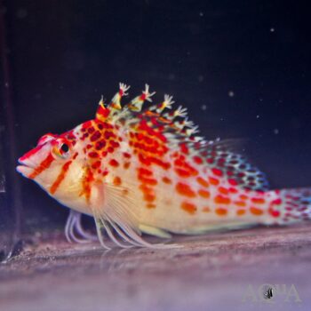 Falco Hawkfish (Cirrhitichthys falco)