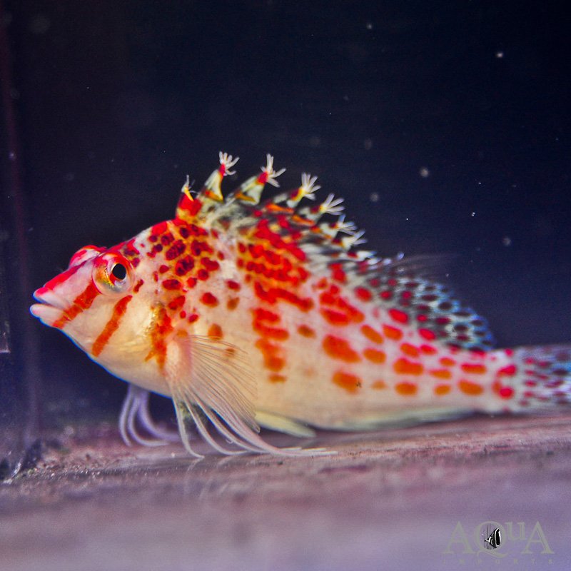 Falco Hawkfish (Cirrhitichthys falco)
