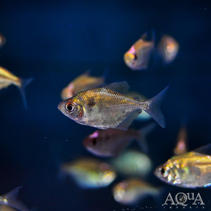False Black Tetra (Gymnocorymbus thayeri)