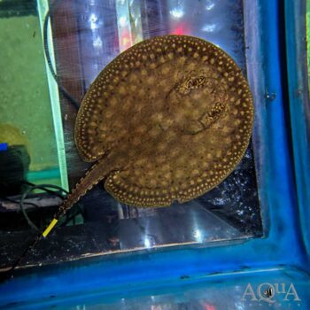False Hystrix / Orbignyi Ray (Potamotrygon orbignyi)