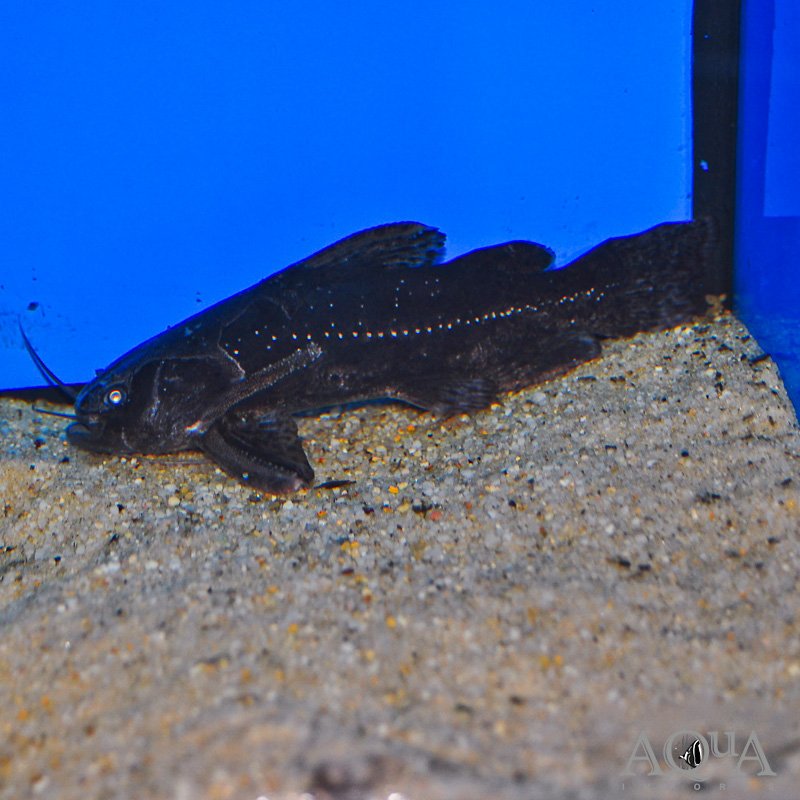 False Jaguar Catfish (Liosomadoras morrowi)