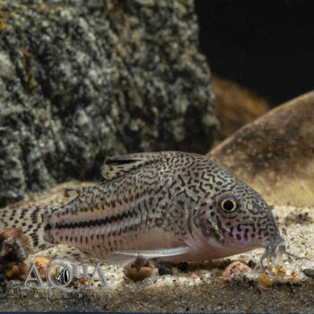 False Julii Cory (Hoplisoma trilineatus)