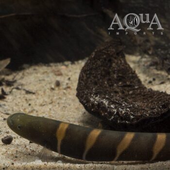 False Tiger Knifefish (Gymnotus javari)