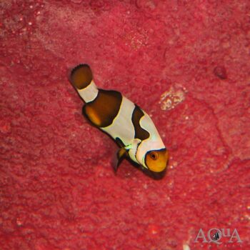 Semi Picasso Clownfish (Amphiprion sp.)