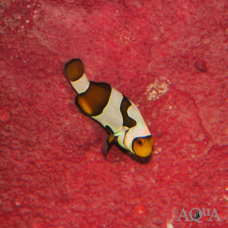 Semi Picasso Clownfish (Amphiprion sp.)