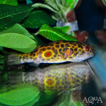 Fang's Puffer (Pao fangi)