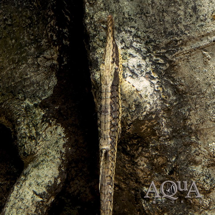Stick Catfish / Common Farlowella (Farlowella acus) - Image 3