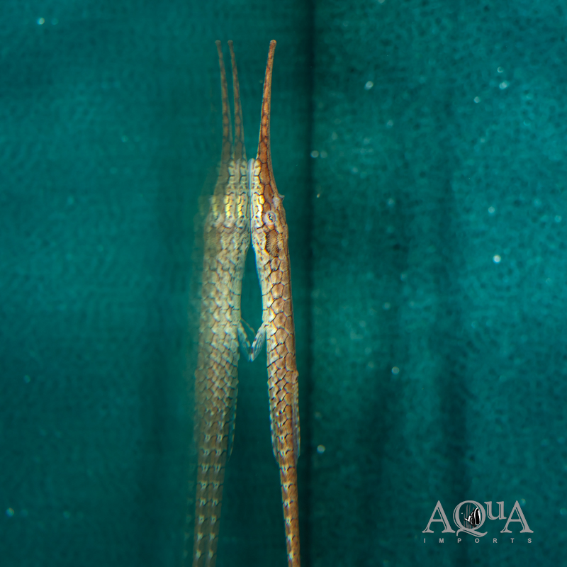 Farlowella cf. platorynchus