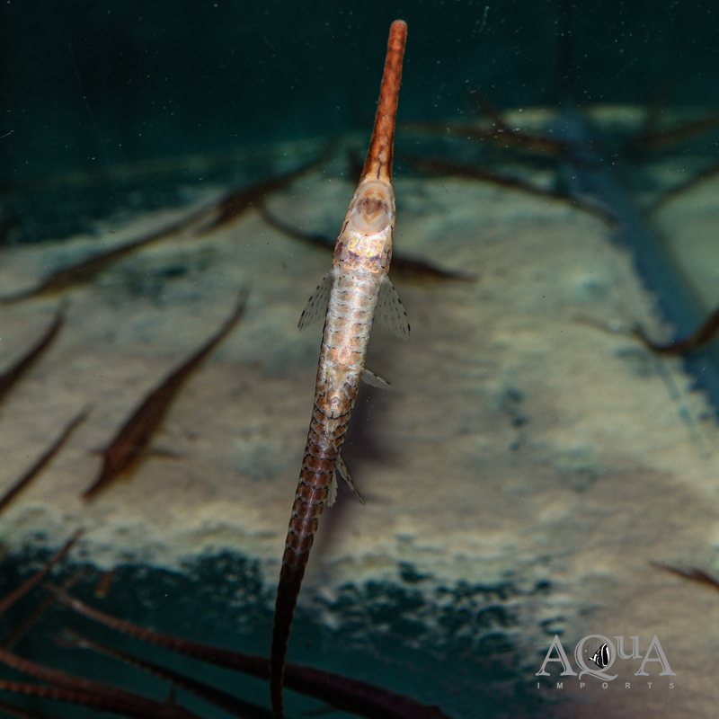 Farlowella cf. platorynchus