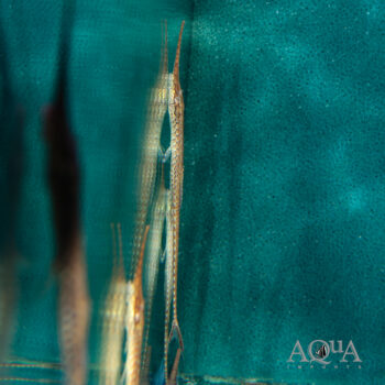 Farlowella cf. platorynchus