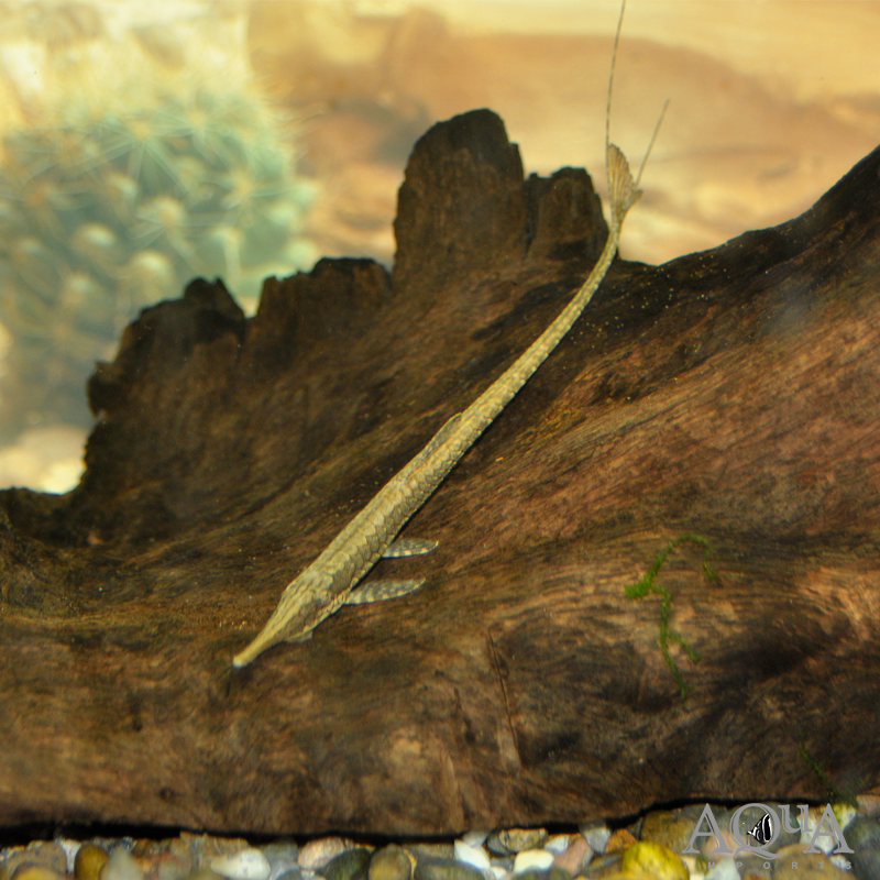 Stick Catfish / Common Farlowella (Farlowella acus)