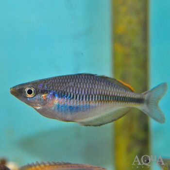 Fasin Creek Rainbowfish (Melanotaenia fasinensis)