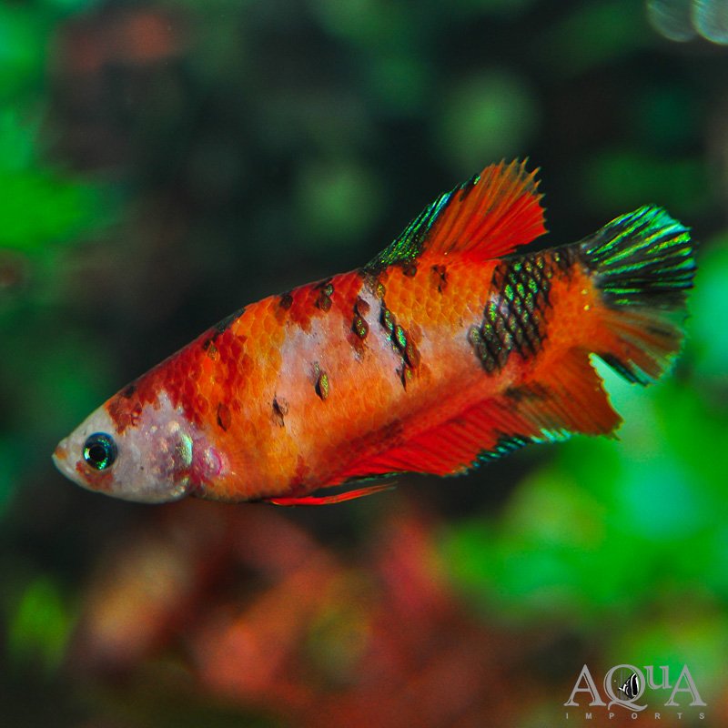 Female Giant Koi Betta (Betta splendens)