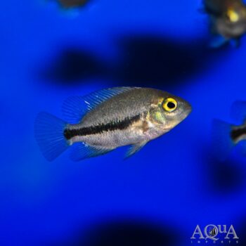 Fenestratus Cichlid (Vieja fenestrata)
